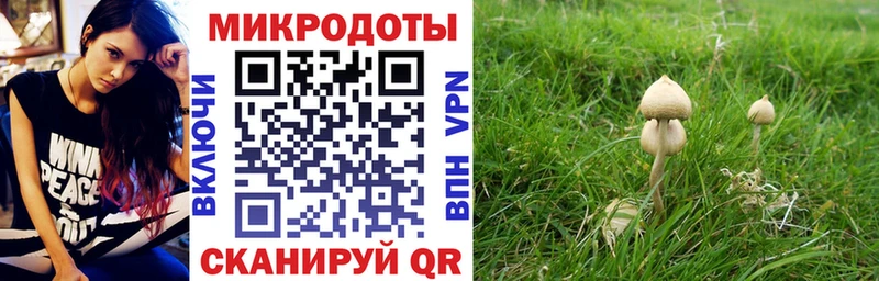 Купить закладки  Стародуб  Галлюциногенные грибы MAGIC MUSHROOMS 